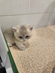 퍼피캣 강아지 고양이 대구경산점