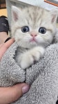 퍼피캣 강아지 고양이 대구경산점