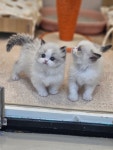 퍼피캣 강아지 고양이 대구경산점