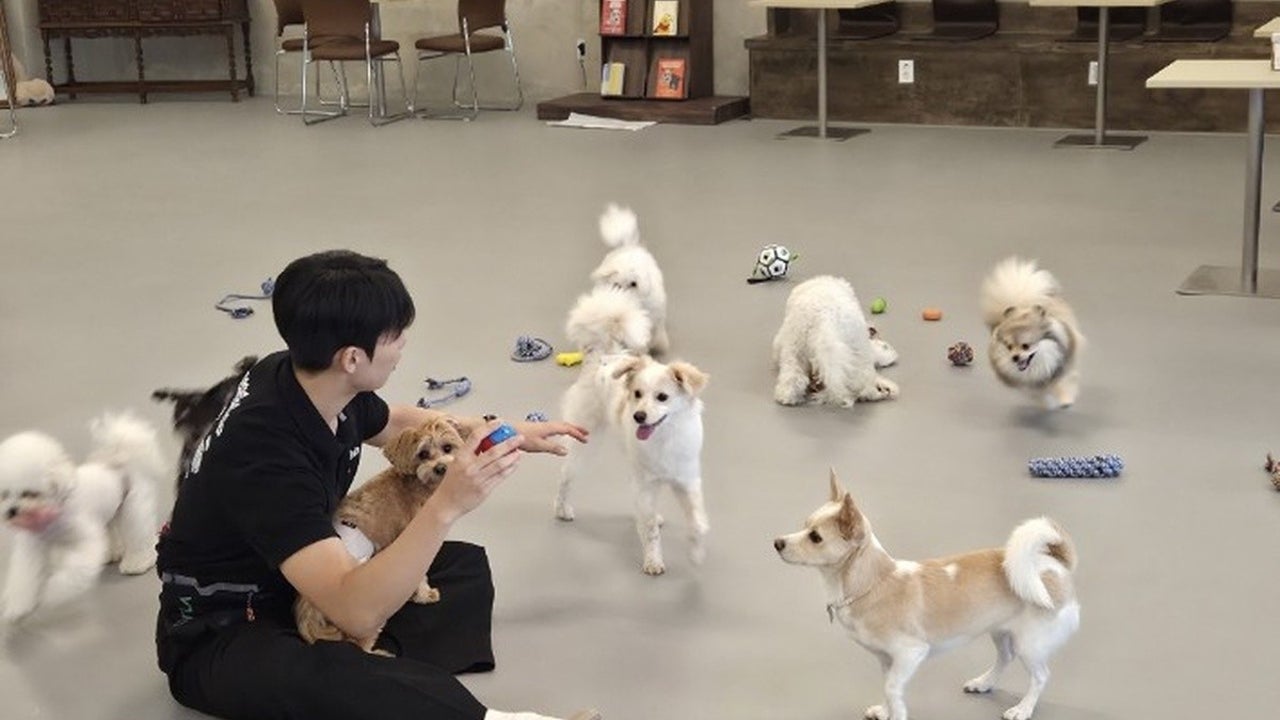 멍쉘 / 애견카페 / 애견유치원