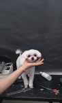 뽐내시개