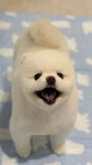 살롱꼬미S