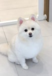 몽몽