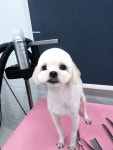 뽐내시개