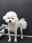 뽐내시개