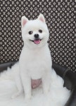 펫밀리샵