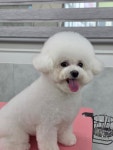 루시펫살롱