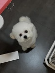 하이도그