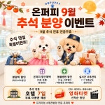 온퍼피 강아지분양 전주본점