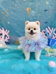 또왕또왕 Dog Salon