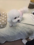 이리오시개