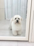 꼬망망 애견미용실