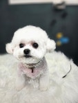순돌이 펫 미장원