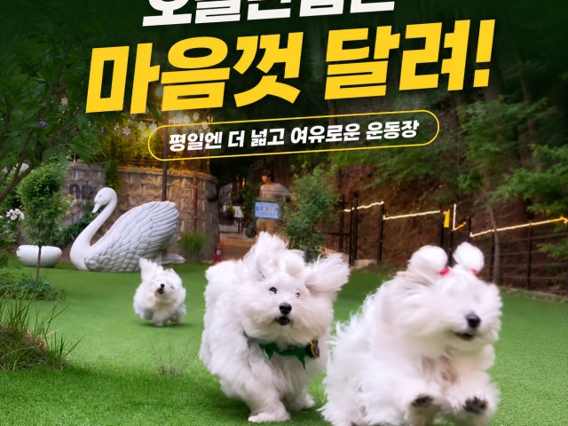 컨츄리독힐링파크