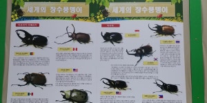 체험-꽃무지에 원팜
