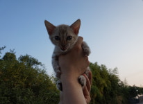 효민뱅갈-효민님의 뱅갈고양이