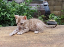 효민뱅갈-효민님의 뱅갈고양이