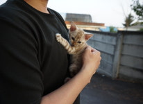 효민뱅갈-효민님의 뱅갈고양이
