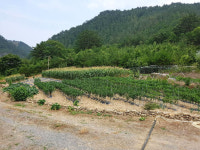 흙과돌의 특별함-가곡천 흙과돌펜션