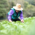 김장축제-산음휴양림 달빛마을