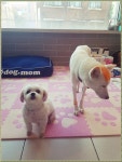 소개-쏠헤어&도그맘