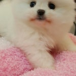 분양중아가들-미스터앤미세스멍 하남점