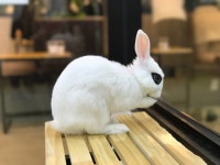 동물친구들(1)-마리앤쥬