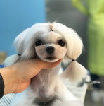 학원생미용사진-오드리애견미용학원