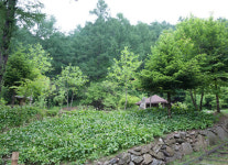 유명산자연휴양림-푸른숲캠핑장