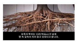 뿌리깊은나무란?-국기태권도장