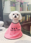 미용-헬로멍애견미용실