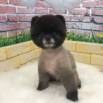 애견미용-이쁘개귀엽개
