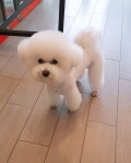 비숑-강아지이발소