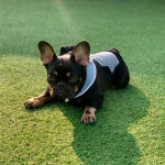 Pet fashion-바이코