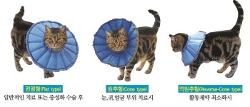 동물병원 전용 PR+VET -퍼피로캣