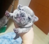 분양중-코리아퍼피켄넬