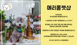 메리몰펫샵-메리몰펫샵