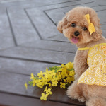 Pet fashion-바이코