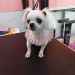 #폼나개-애견미용#폼나개
