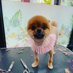 애견미용#폼나개-폼나개애견미용