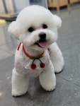 Dog 미용-강아지와고양이