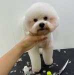 애견미용-펫몽드 / 카페드봉