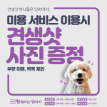  애견 미용-멍때리는 강아지