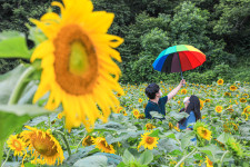 양평해바라기밭-양평 해바라기마을 해바라기밭