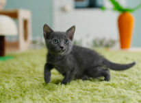 러시안 블루-고양이분양 달타냥