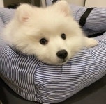 더그펫과 함께하다-더그펫 펫택시
