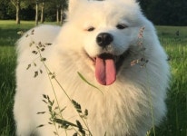 더그펫-더그펫 펫택시