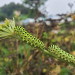 목표-농업회사법인(주)자연과디자인