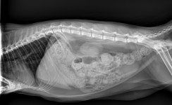 고양이 진료-24시쓰담쓰담 동물메디컬센터