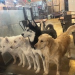 이용사진-의정부애견카페 오시개